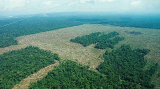 Леса амазонки вырубка
