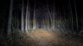 Жуткий ночной лес