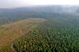 Вырубки леса в Сибири