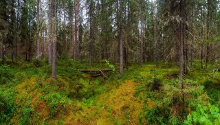 Диковский лес Вологодский район