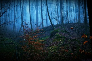 Лес в темноте