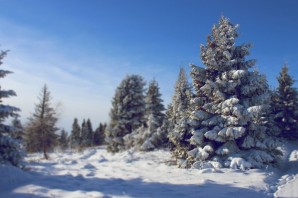 Елка в лесу зимой