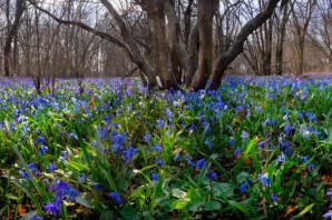 Синие первоцветы в лесу