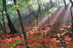 Лес в Корее
