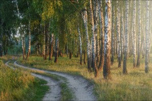 Лес в Белоруссии