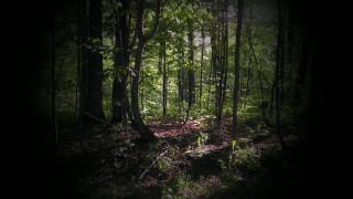 Страшный дремучий лес