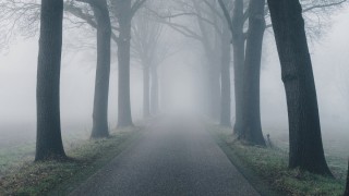 Лес туман дорога