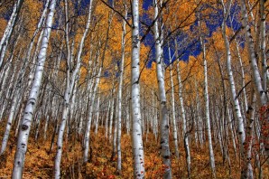 Осенний березовый лес