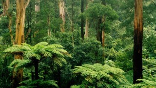 Влажные экваториальные леса Гилея