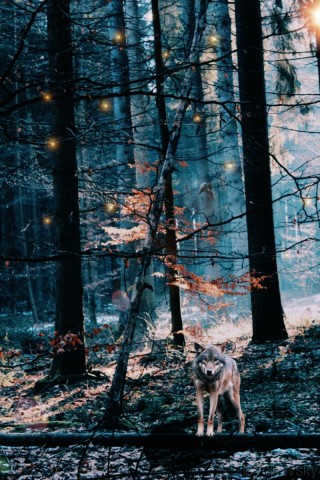 Волк в ночном лесу