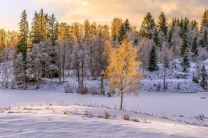 Зимний березовый лес