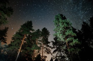 Сосновый лес ночью