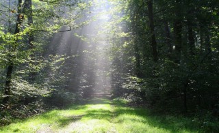 Солнечная Поляна в лесу