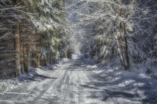 Заснеженная дорога в лесу