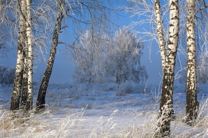 Березовый лес зимой