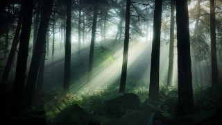Природа темный лес