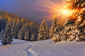 Зимний лес красота