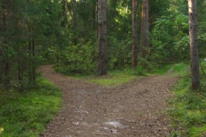 Развилка дорог в лесу