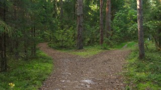 Развилка дорог в лесу