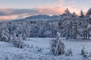 Сибирский зимний лес
