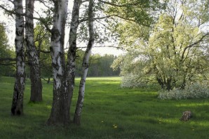 Русский лес Весна май