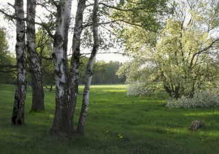 Русский лес Весна май