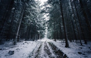 Норвежские леса зимой