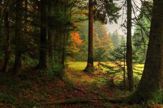 Еловый лес осенью