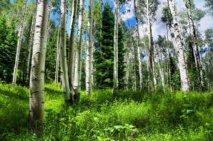Природа России леса