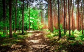 Природа Сосновый лес