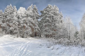 Поле и лес зимой
