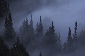 Туманный лес ночью
