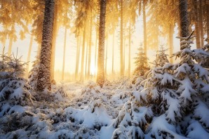 Солнечный зимний лес