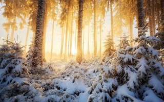 Солнечный зимний лес