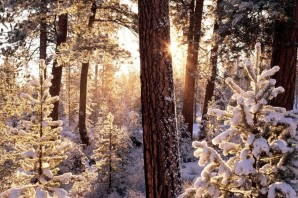 Зимний лес сосны