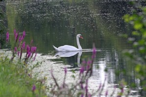 Белый лебедь на пруду