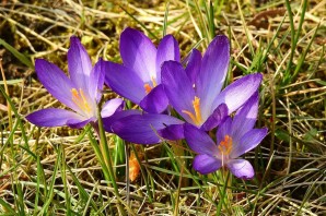 Шафран цветок