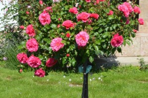 Роза на штамбе