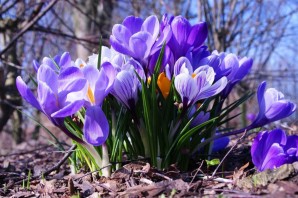 Открытки Весна