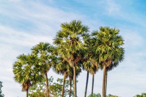 Домашние пальмы