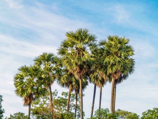 Домашние пальмы