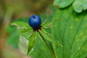 Вороний глаз ядовитое растение