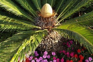 Цветок Пальма