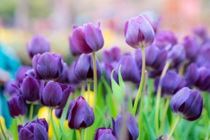 Фиолетовые тюльпаны