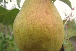 Зимние сорта груш