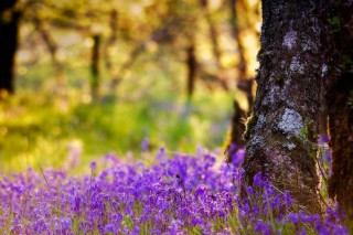 Весна цветы