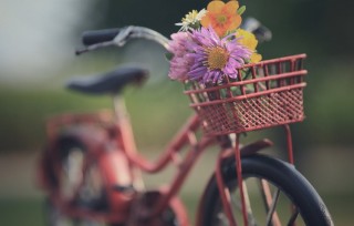 Велосипед с тюльпанами