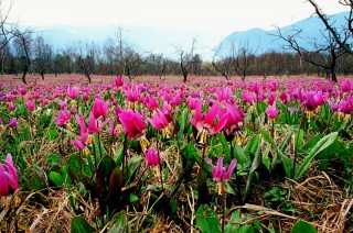 Кандык цветок