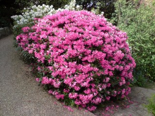 Многолетние цветущие кустарники