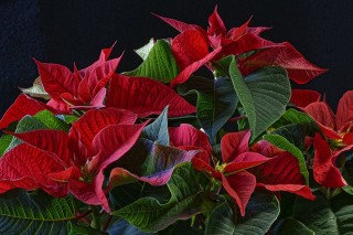 Комнатный цветок с красными листьями